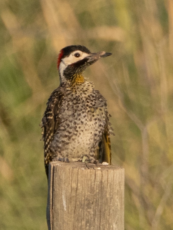 Green-barred Woodpecker - ML647780345