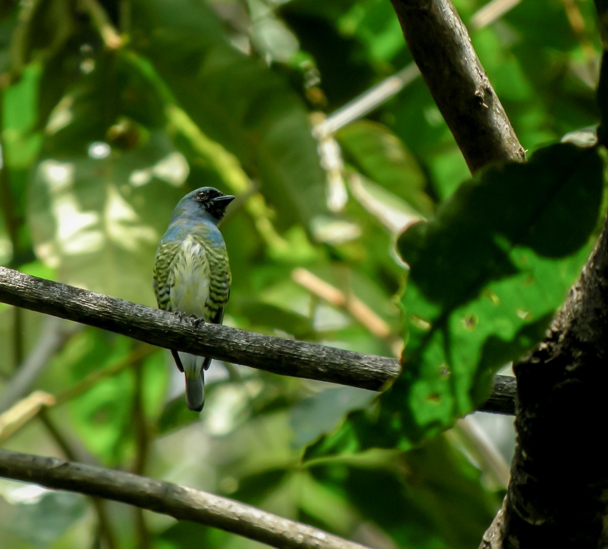 Swallow Tanager - ML647780362