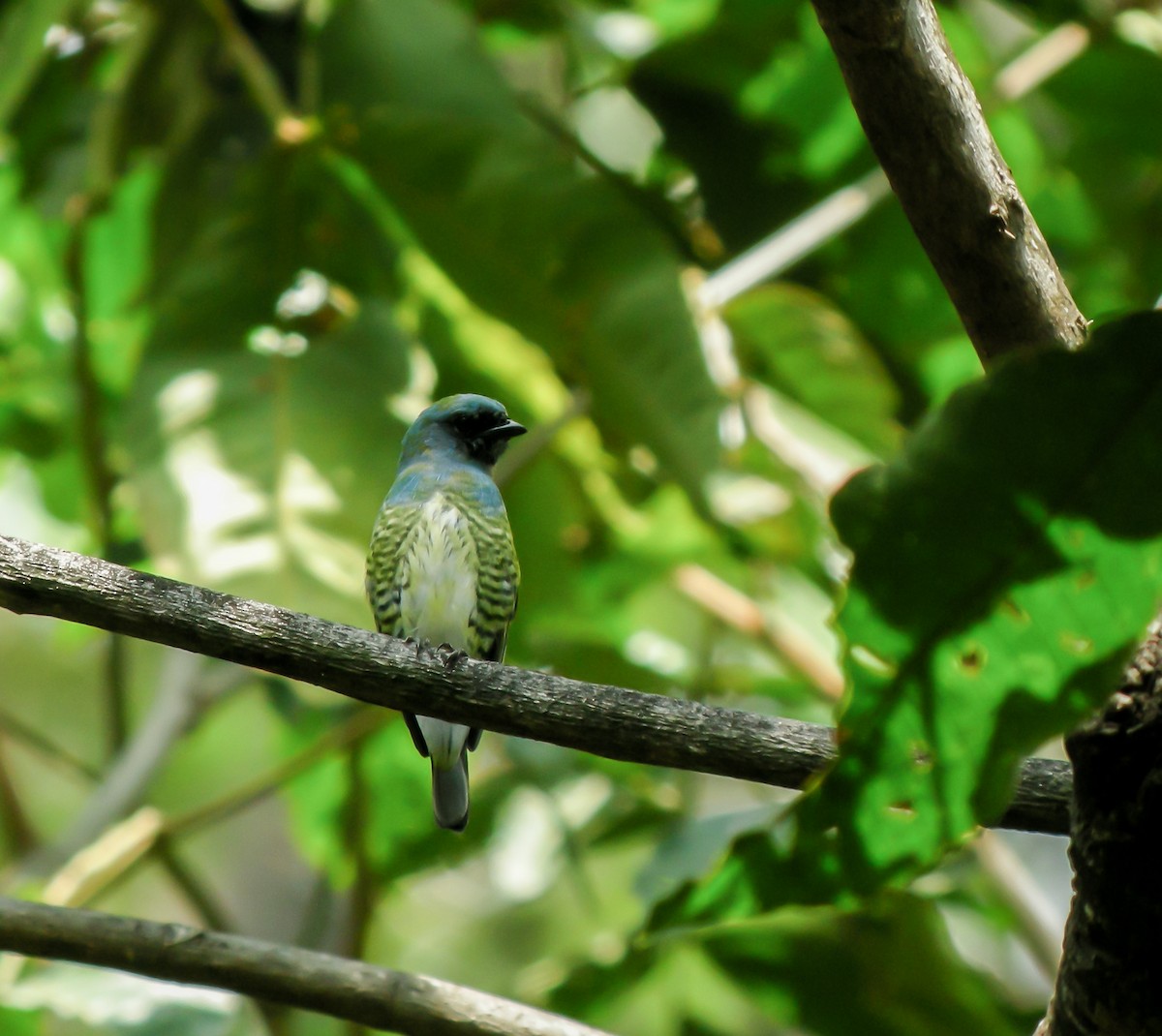 Swallow Tanager - ML647780363
