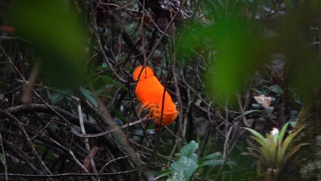 Гвианский скальный петушок - ML647780366