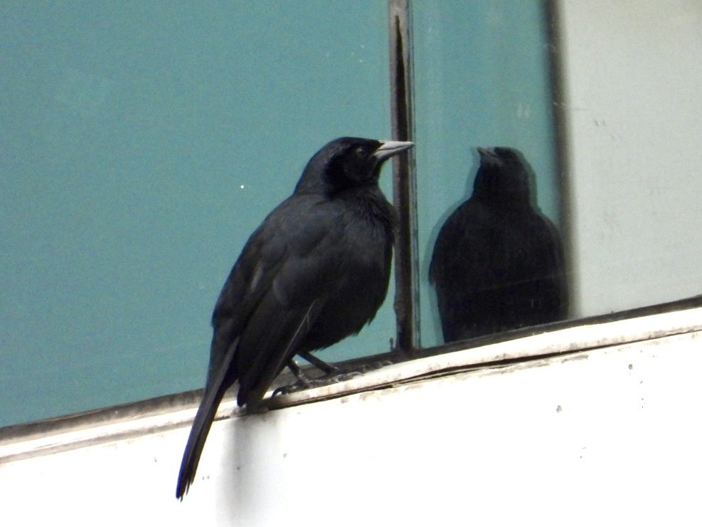 Scrub Blackbird - ML647780392