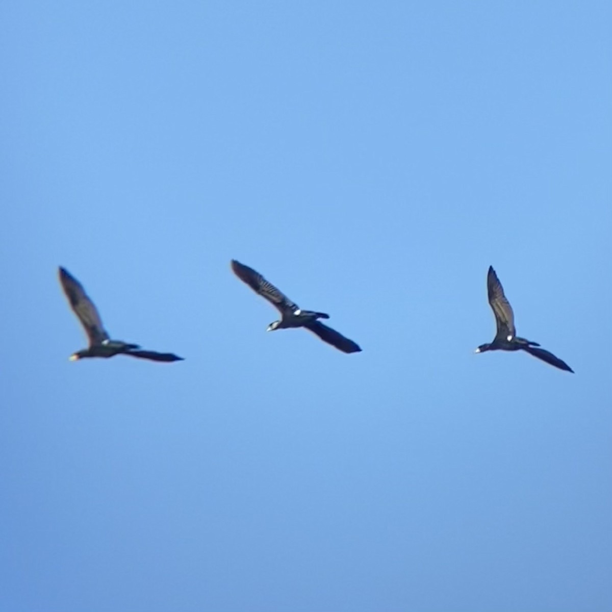 kormorán velký - ML647780393