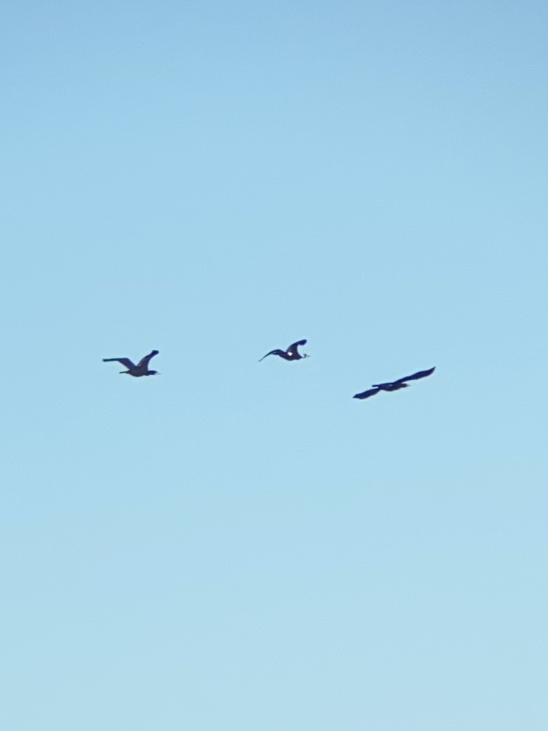 kormorán velký - ML647780402