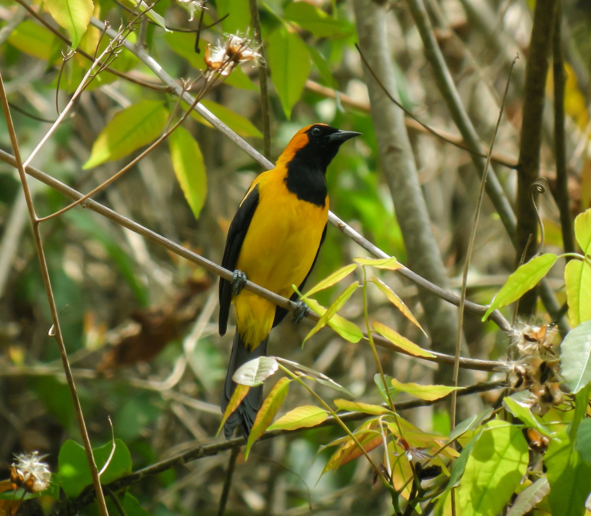 Orange-crowned Oriole - ML647780404