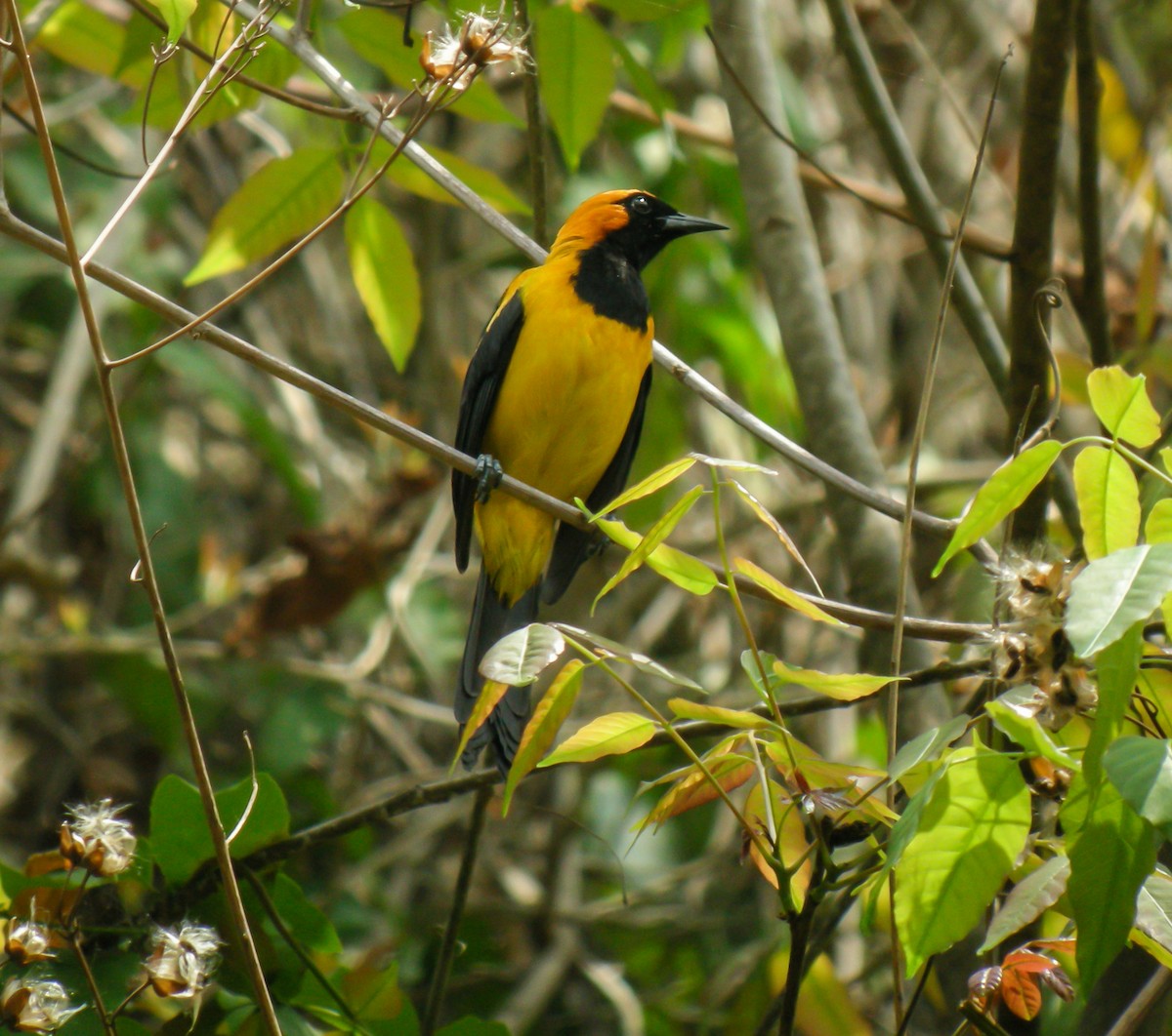 Orange-crowned Oriole - ML647780408