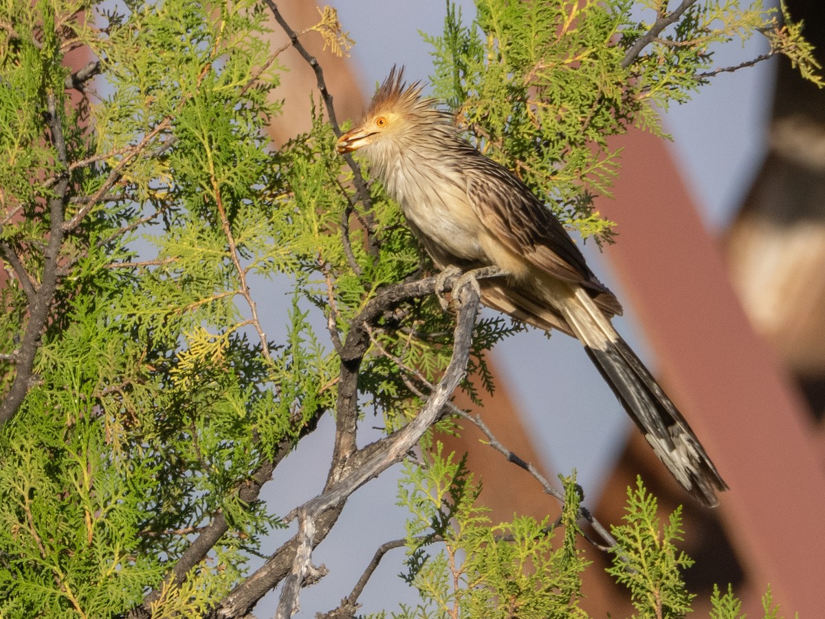 Guira Guguğu - ML647780410