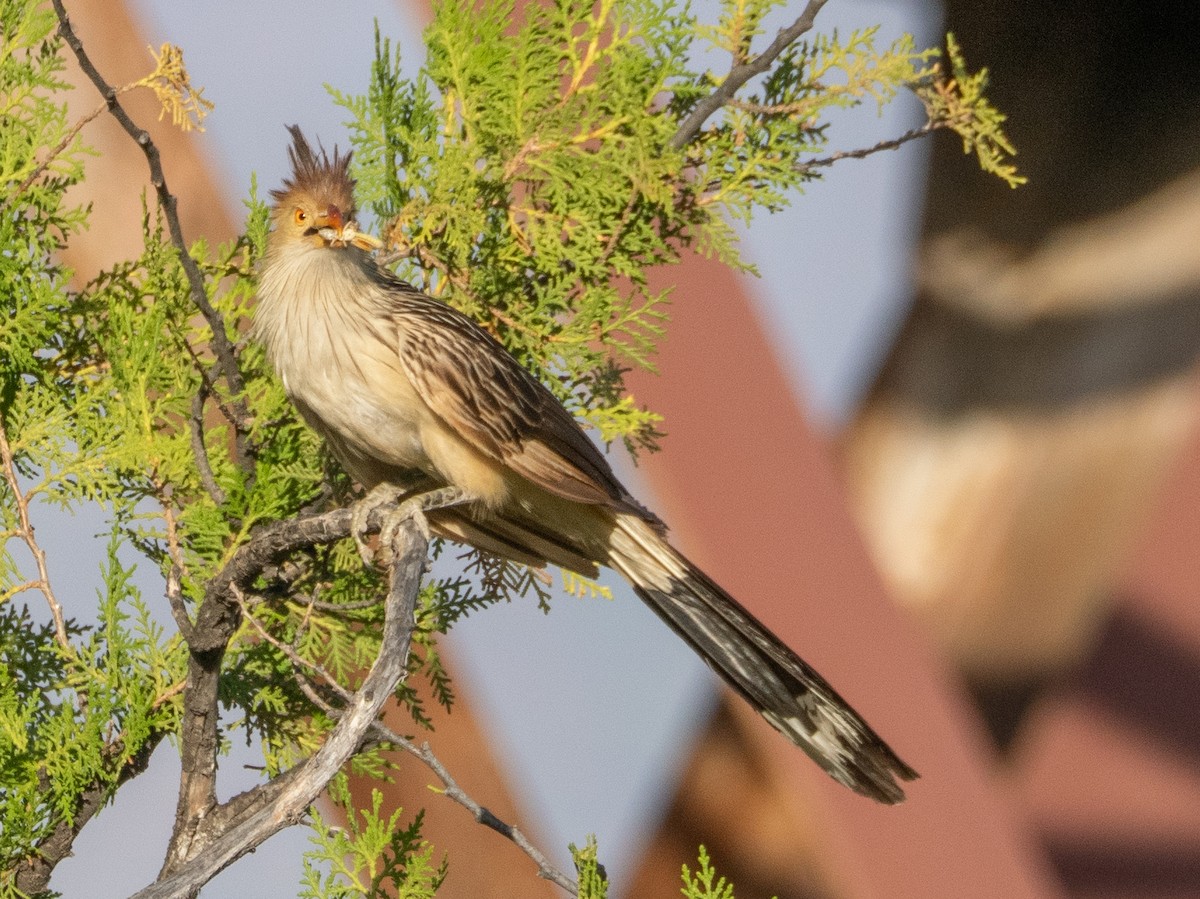 Guira Guguğu - ML647780411