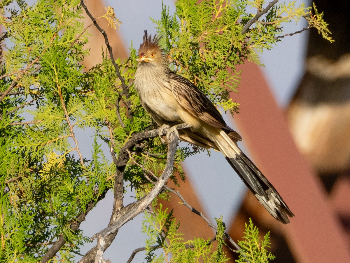 Guira Guguğu - ML647780412