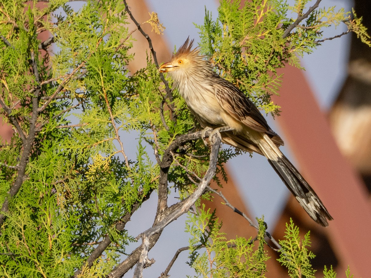 Guira Guguğu - ML647780413