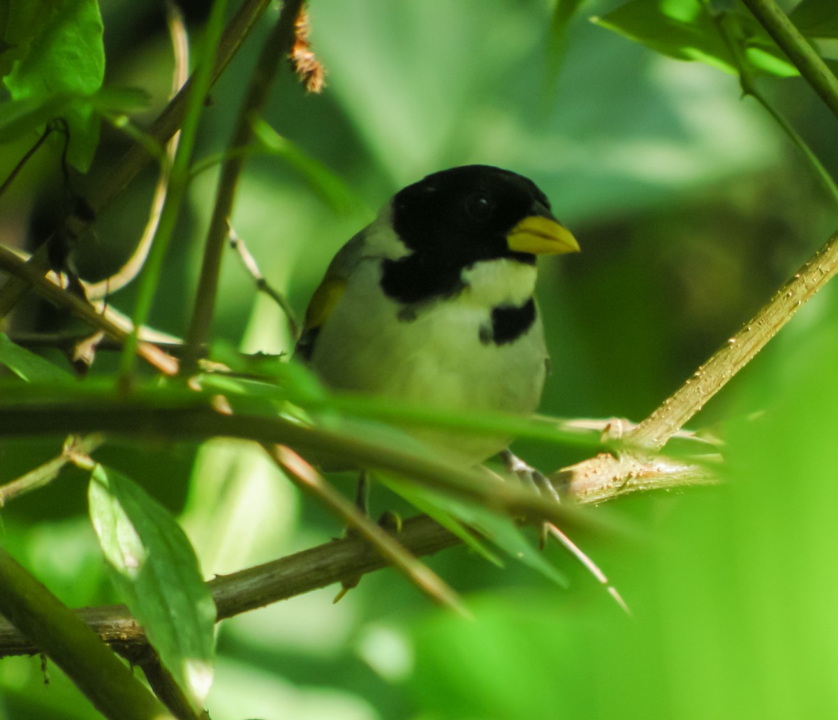 Golden-winged Sparrow - ML647780432