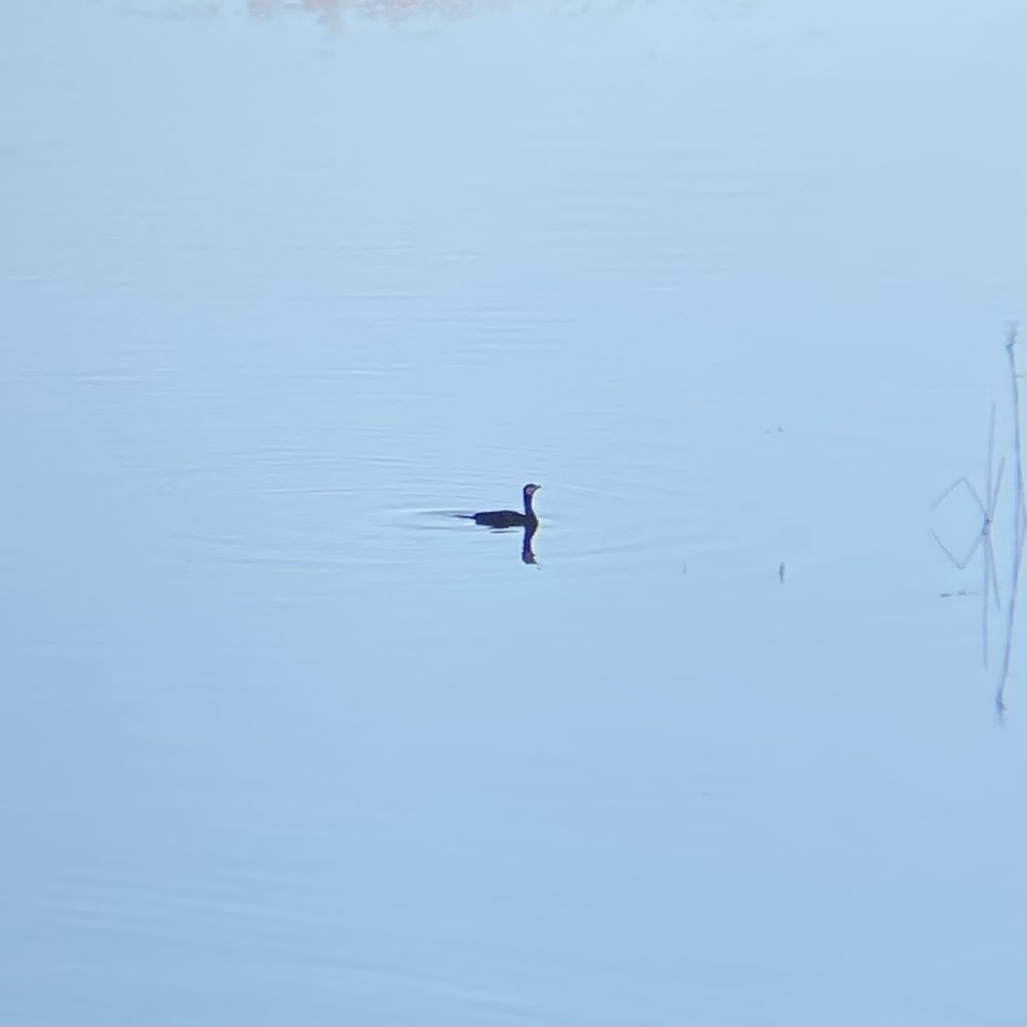 kormorán velký - ML647780448