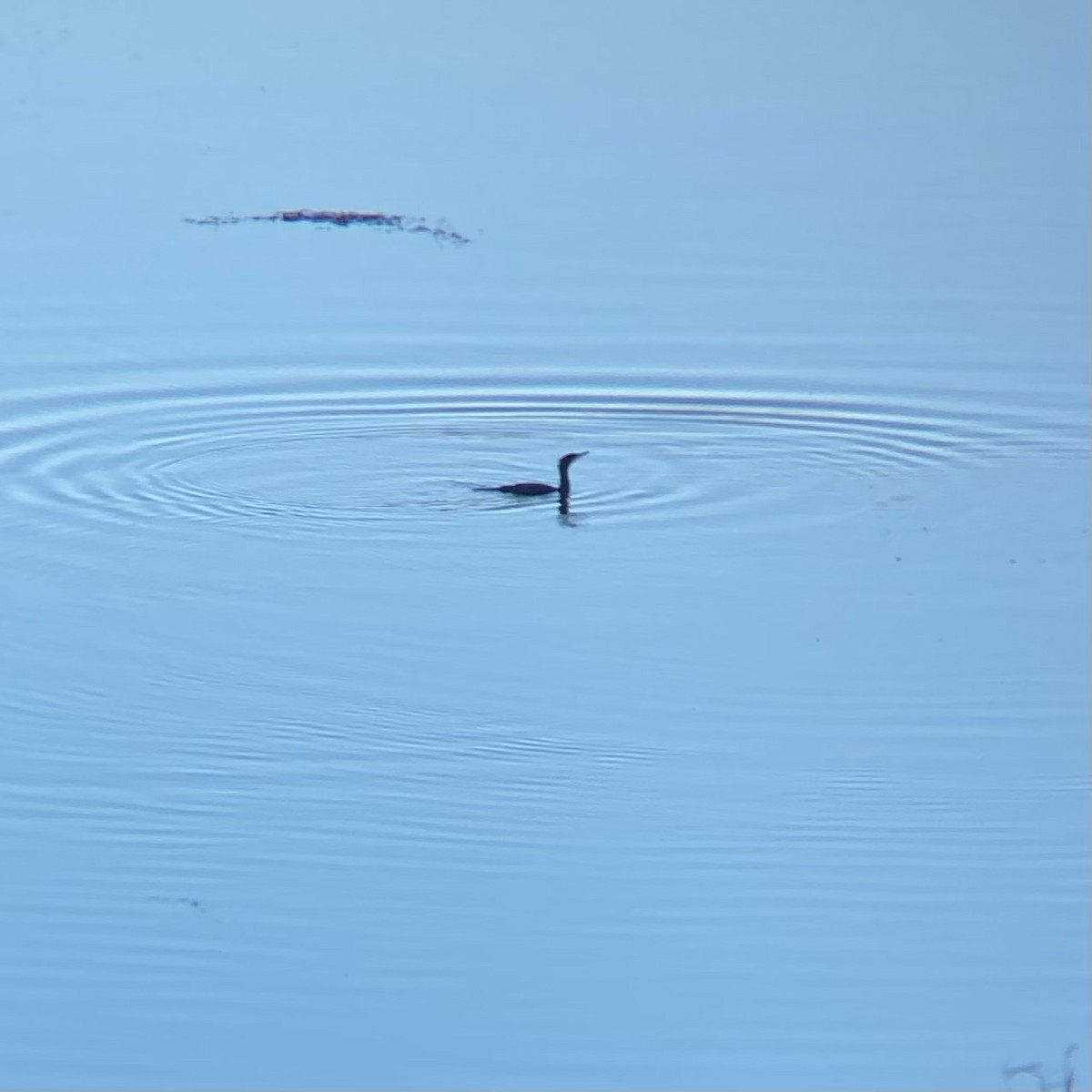 kormorán velký - ML647780450