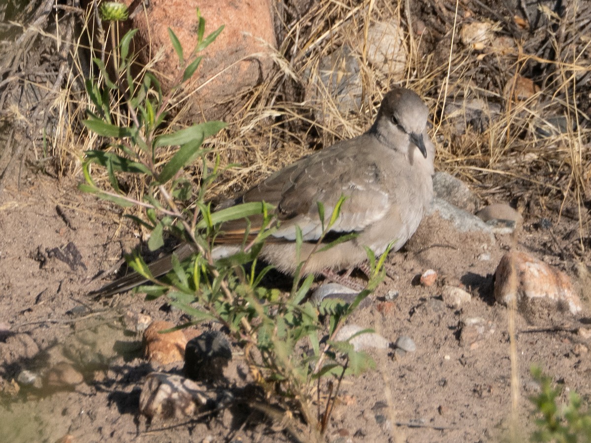 Picui Ground Dove - ML647780453