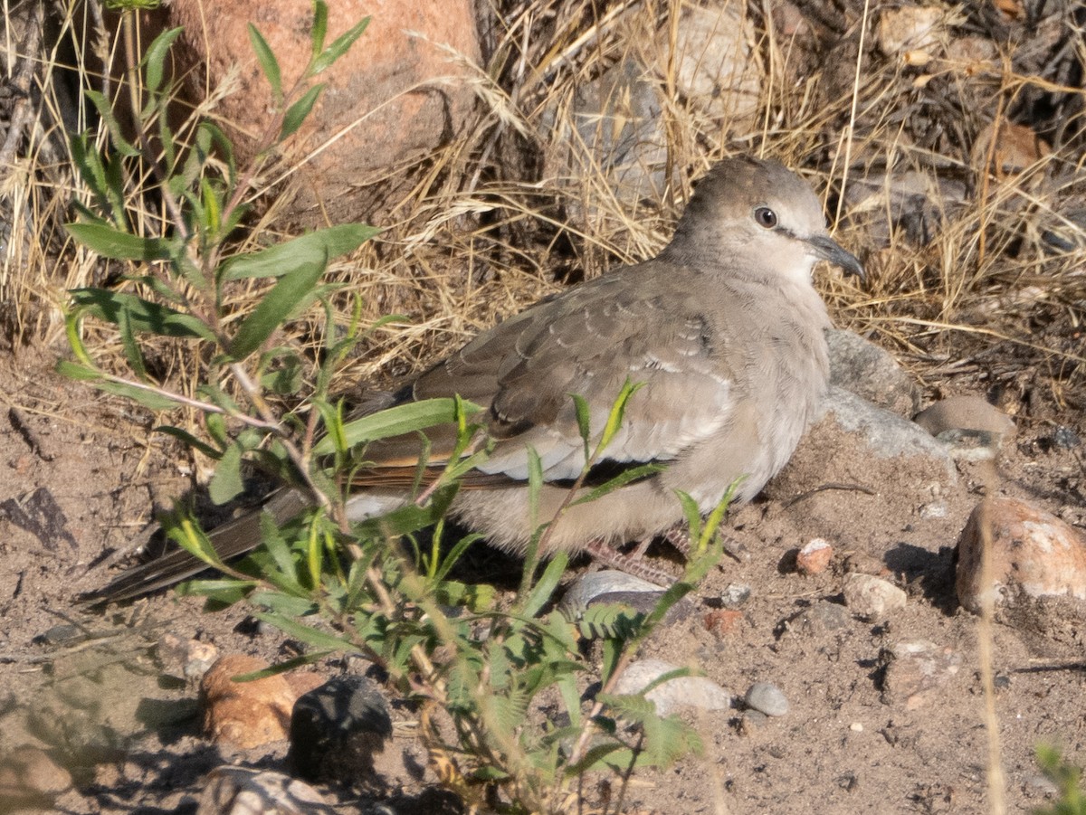 Picui Ground Dove - ML647780454