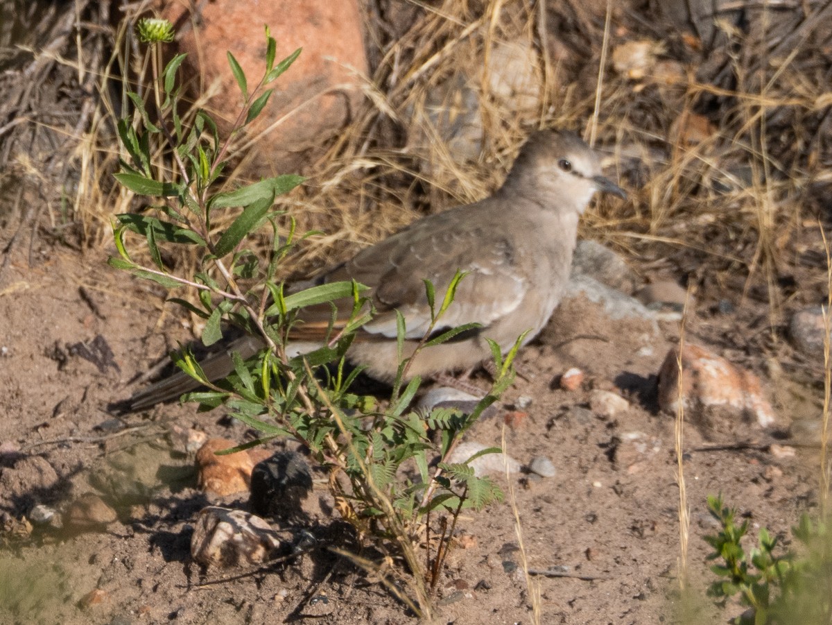 Picui Ground Dove - ML647780455