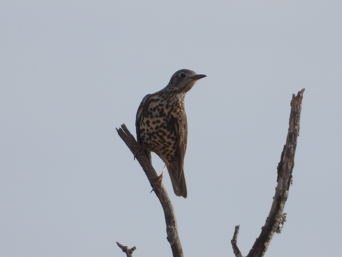 Grive draine - ML647780474