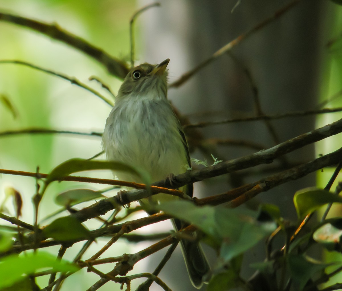 Pale-eyed Pygmy-Tyrant - ML647780478
