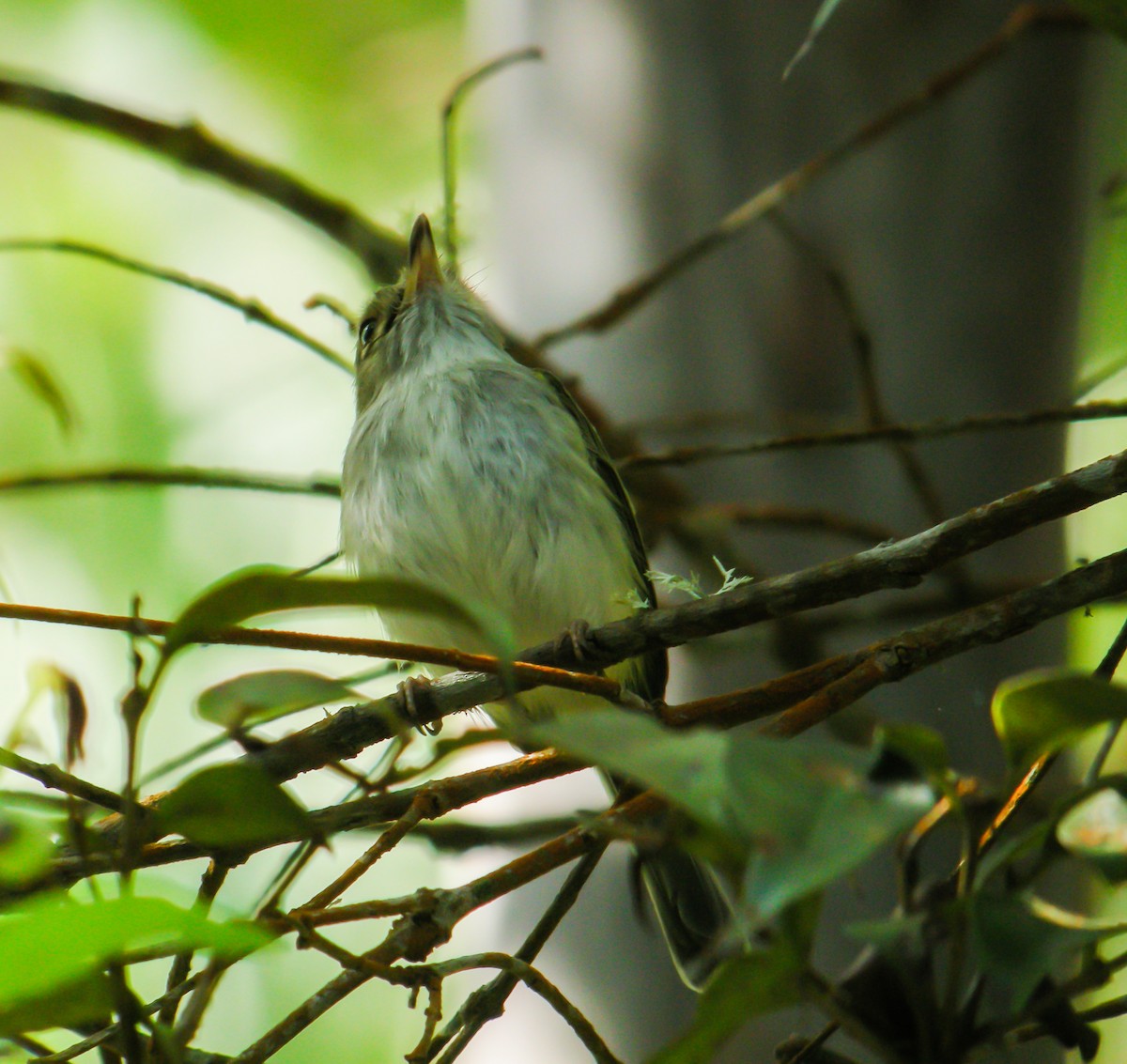 Pale-eyed Pygmy-Tyrant - ML647780479