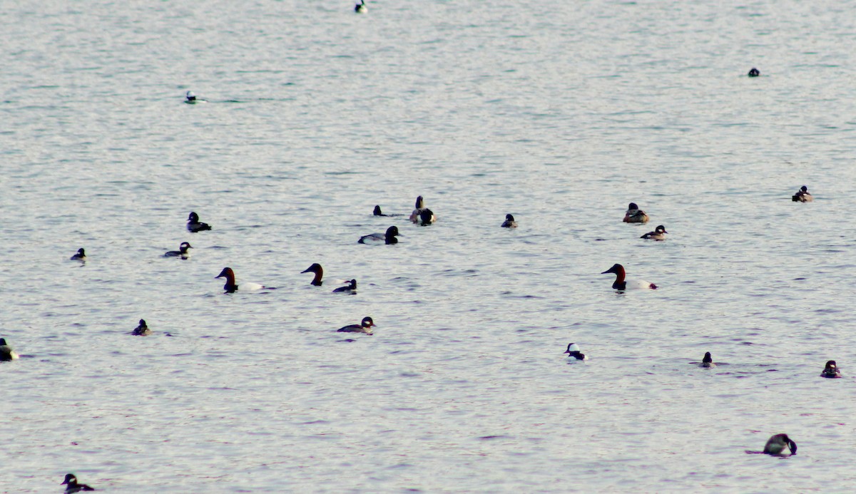 Murgilari bizkarzuria - ML647780529