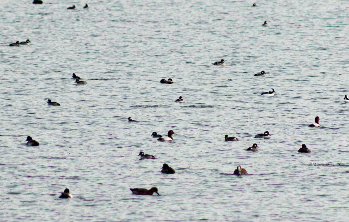 Murgilari bizkarzuria - ML647780530