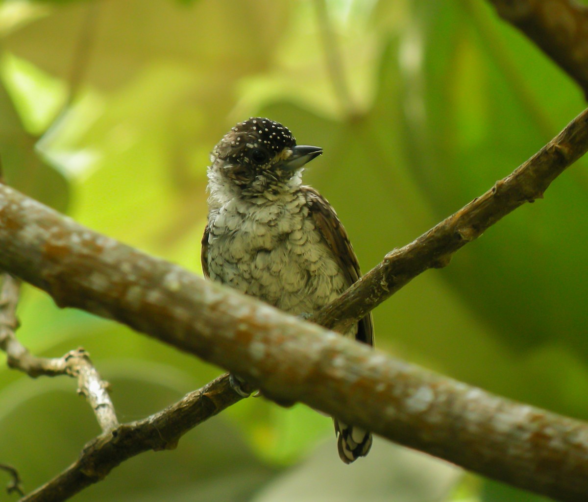 Scaled Piculet - ML647780584