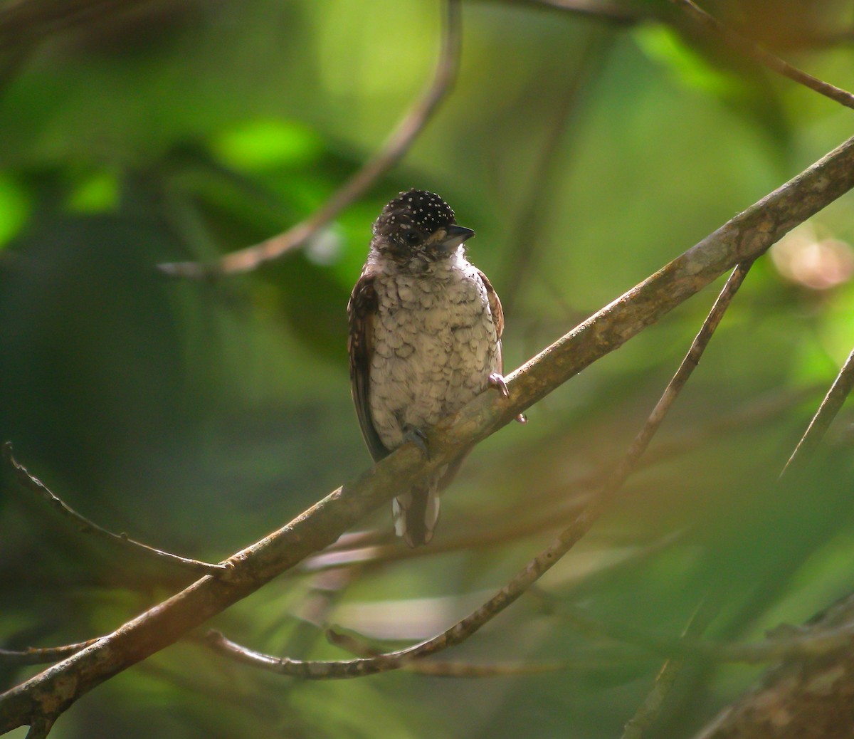 Scaled Piculet - ML647780585