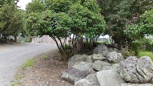 Многоголосый пересмешник - ML647780589