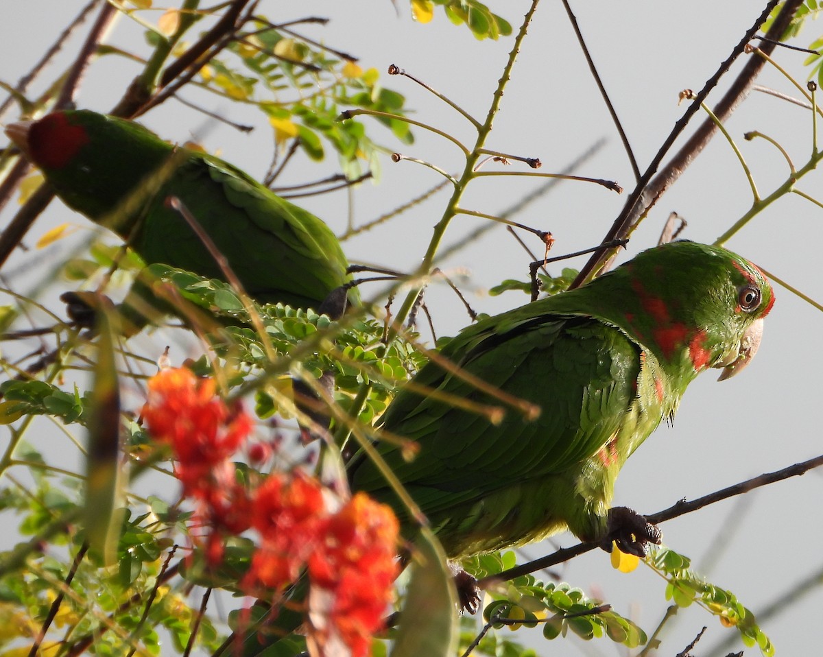 Scarlet-fronted Parakeet - ML647780590