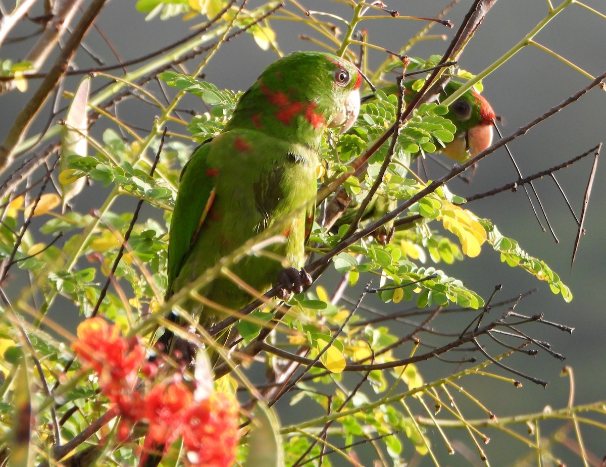 Scarlet-fronted Parakeet - ML647780592