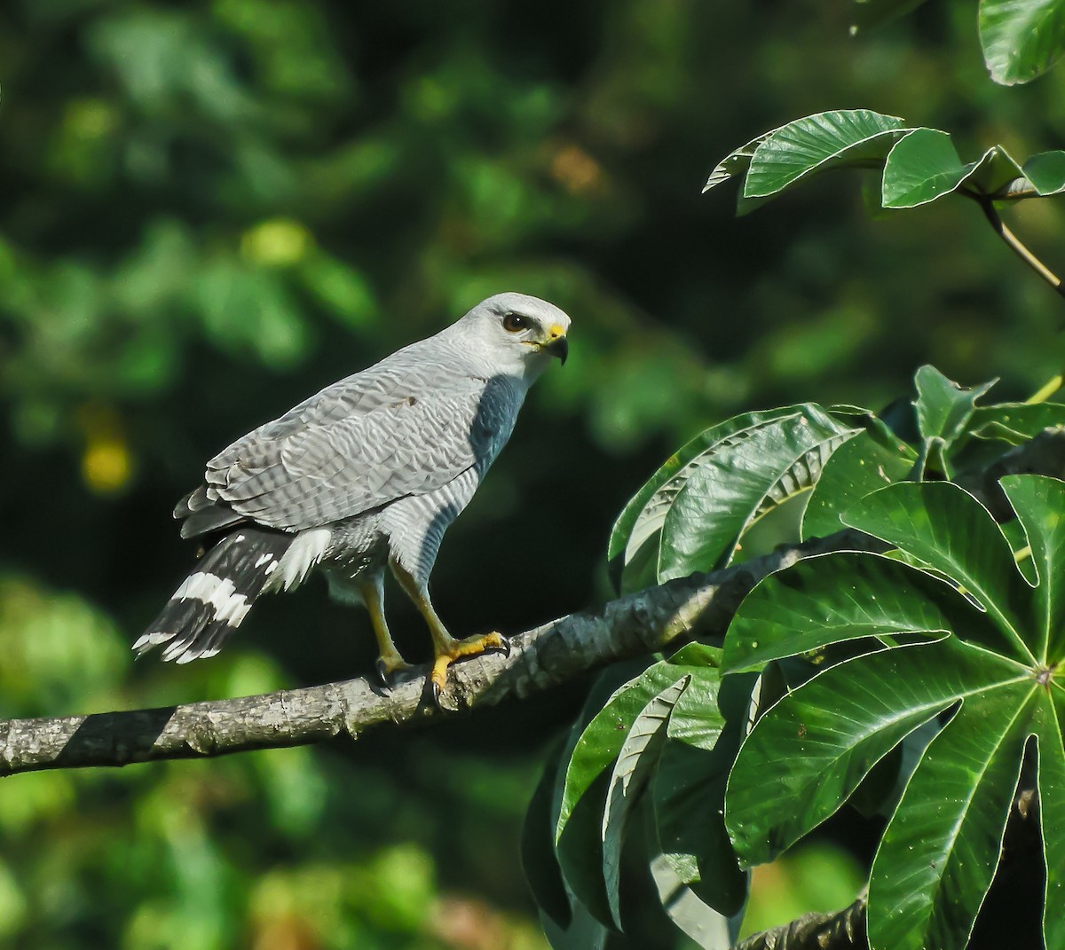 Gray-lined Hawk - ML647780603