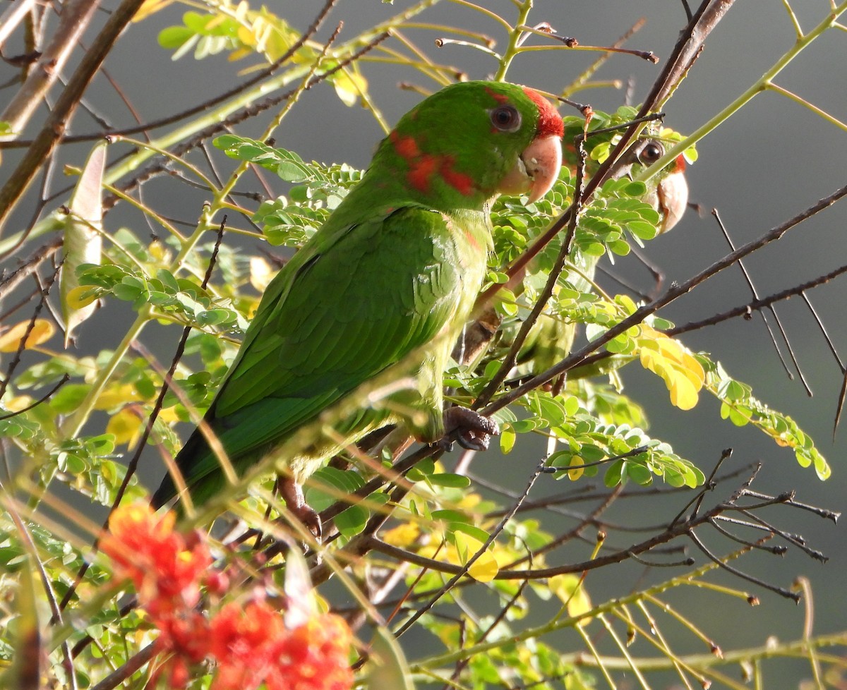 Scarlet-fronted Parakeet - ML647780611