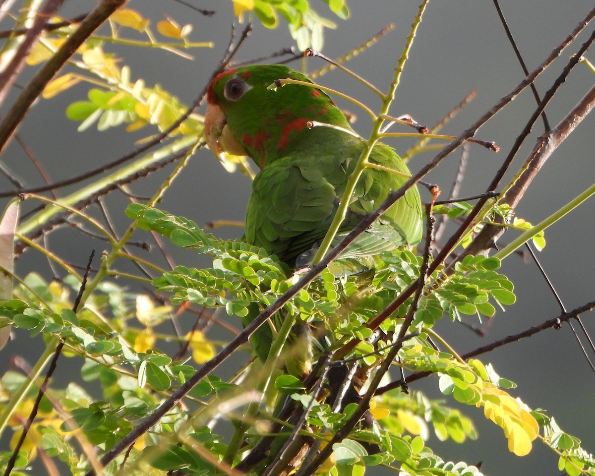 Scarlet-fronted Parakeet - ML647780612