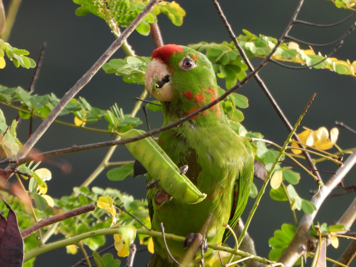 Scarlet-fronted Parakeet - ML647780613