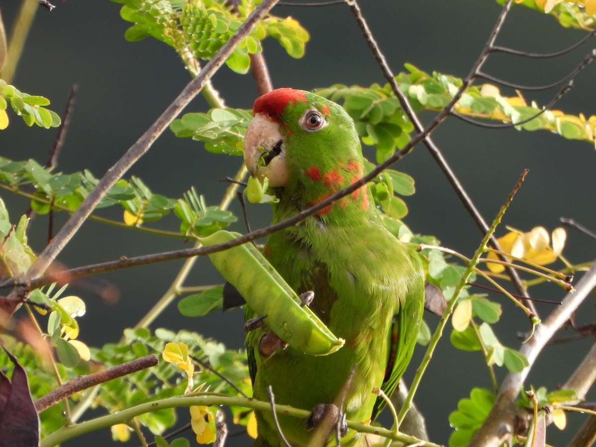 Scarlet-fronted Parakeet - ML647780614