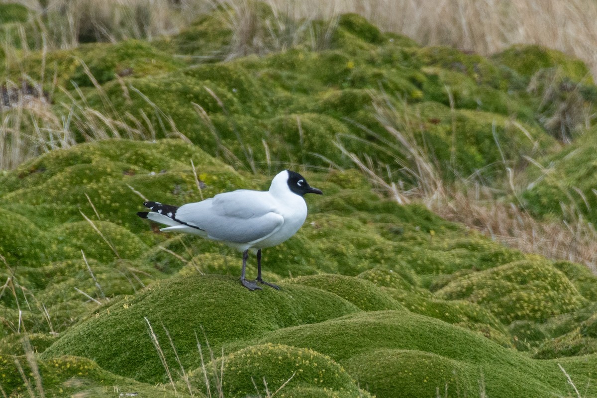 Mouette des Andes - ML647780616