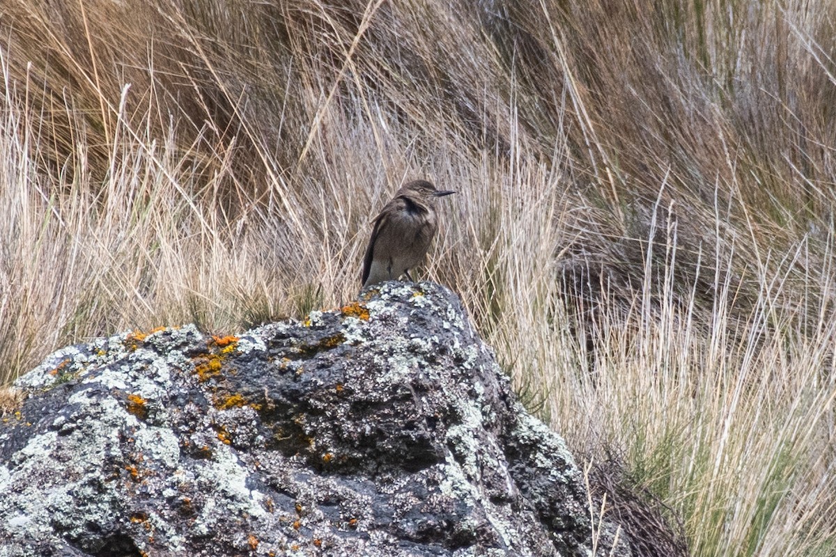 Black-billed Shrike-Tyrant - ML647780690