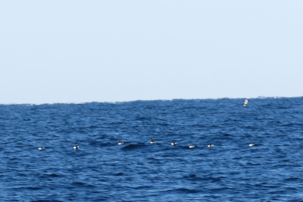 alkekonge - ML647780705