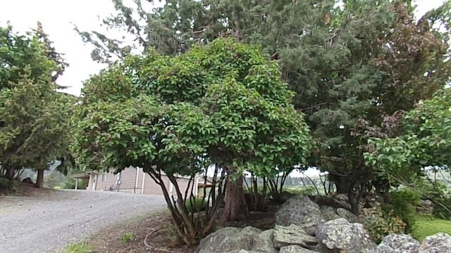 Moqueur polyglotte - ML647780707