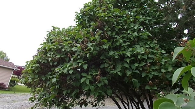 Moqueur polyglotte - ML647780708