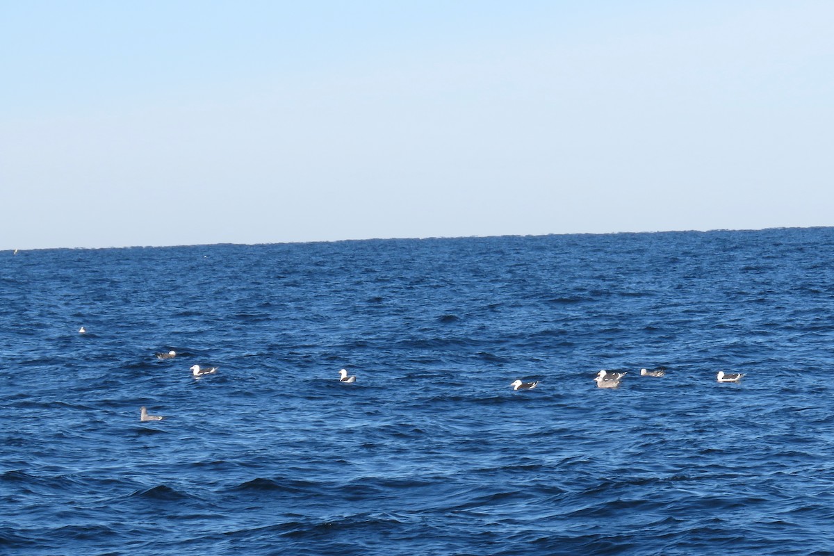 Büyük Kara Sırtlı Martı - ML647780719