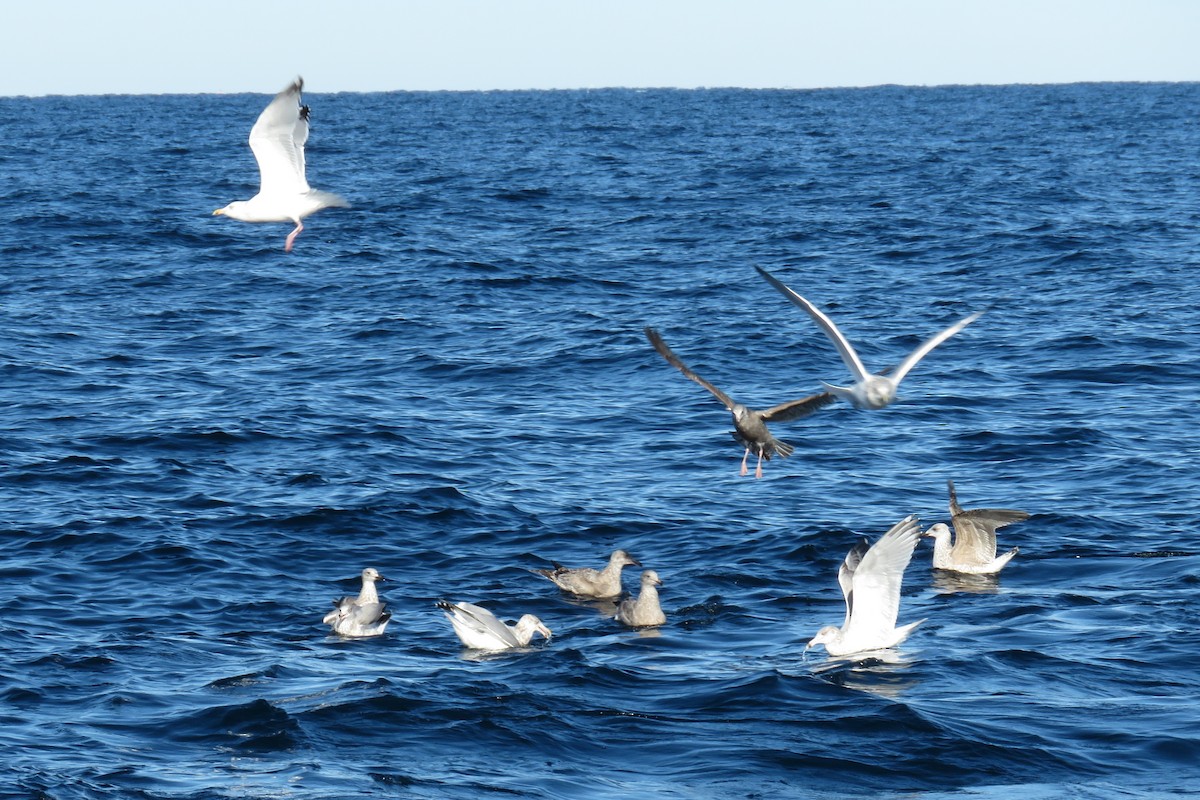 Amerika Gümüş Martısı - ML647780729