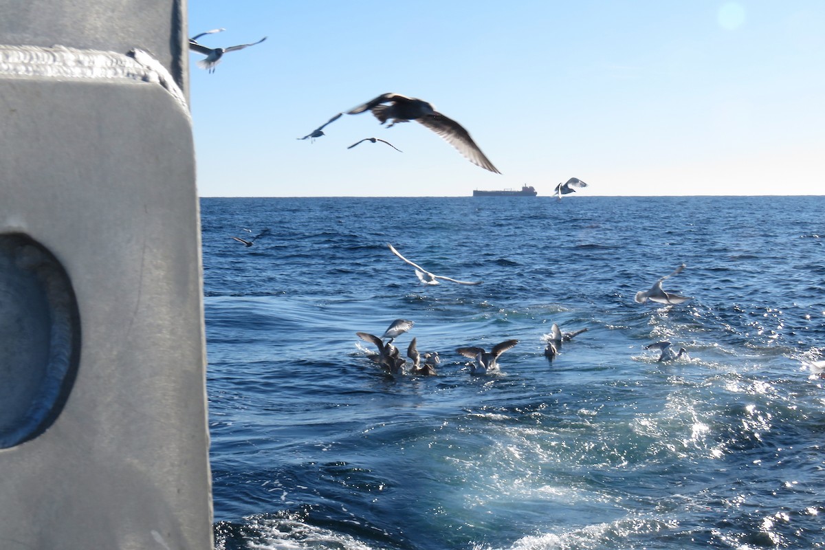 Amerika Gümüş Martısı - ML647780737