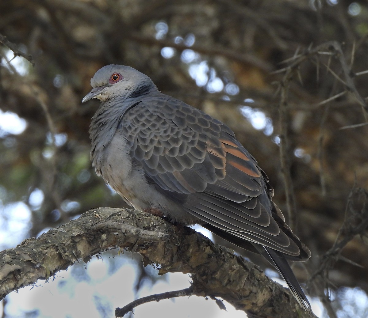 Dusky Turtle-Dove - ML647780738