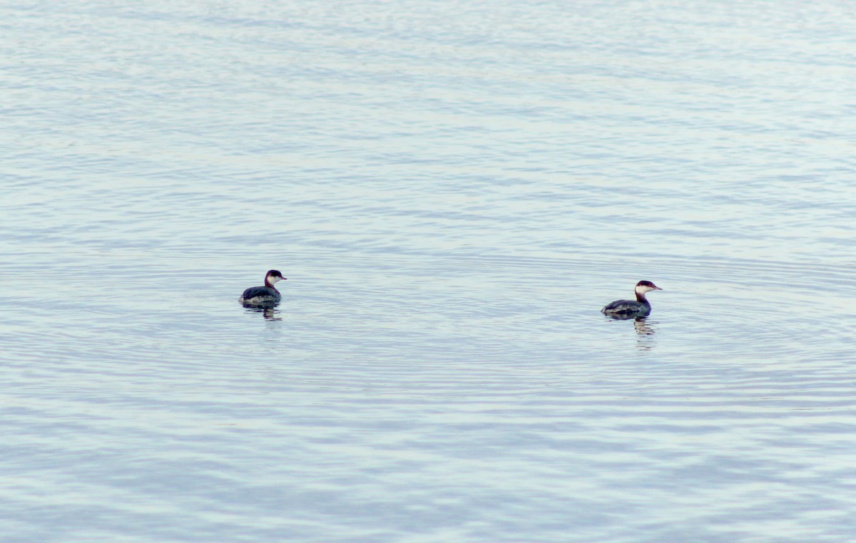 Красношейная поганка - ML647780752