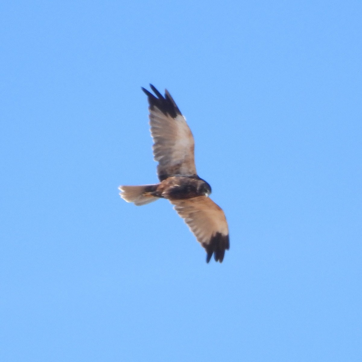 Western Marsh Harrier - ML647780760