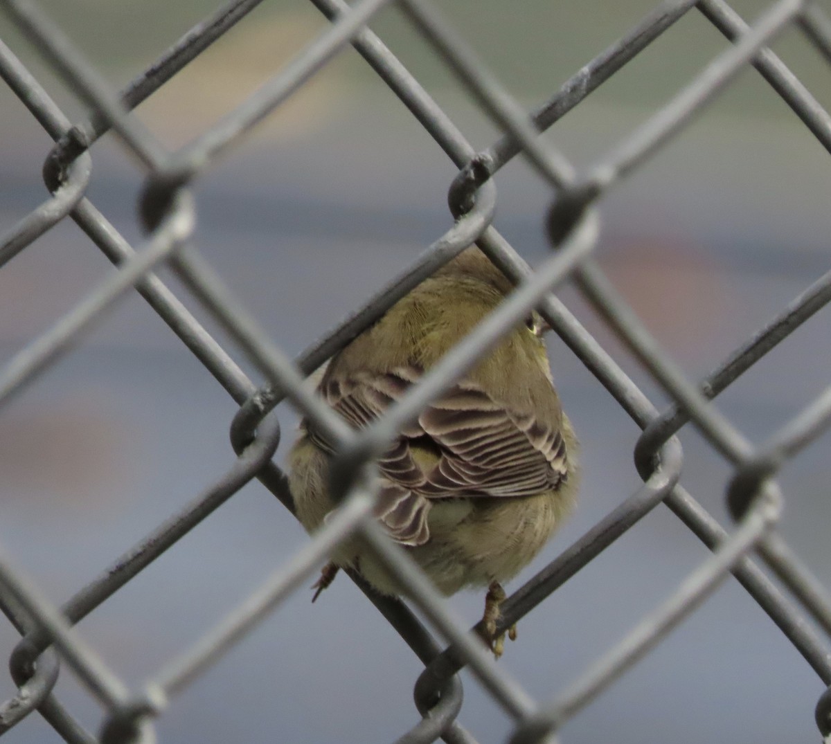 Pine Warbler - ML647780764