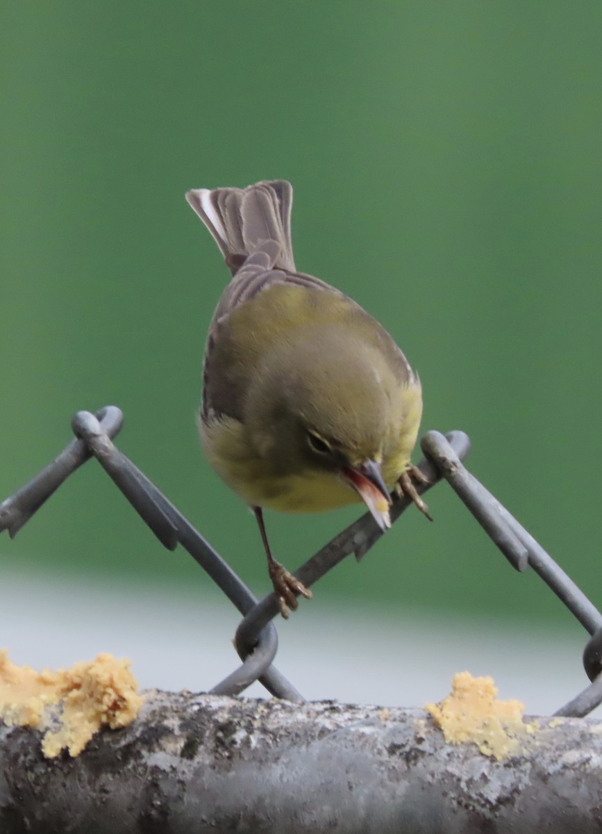 Pine Warbler - ML647780765