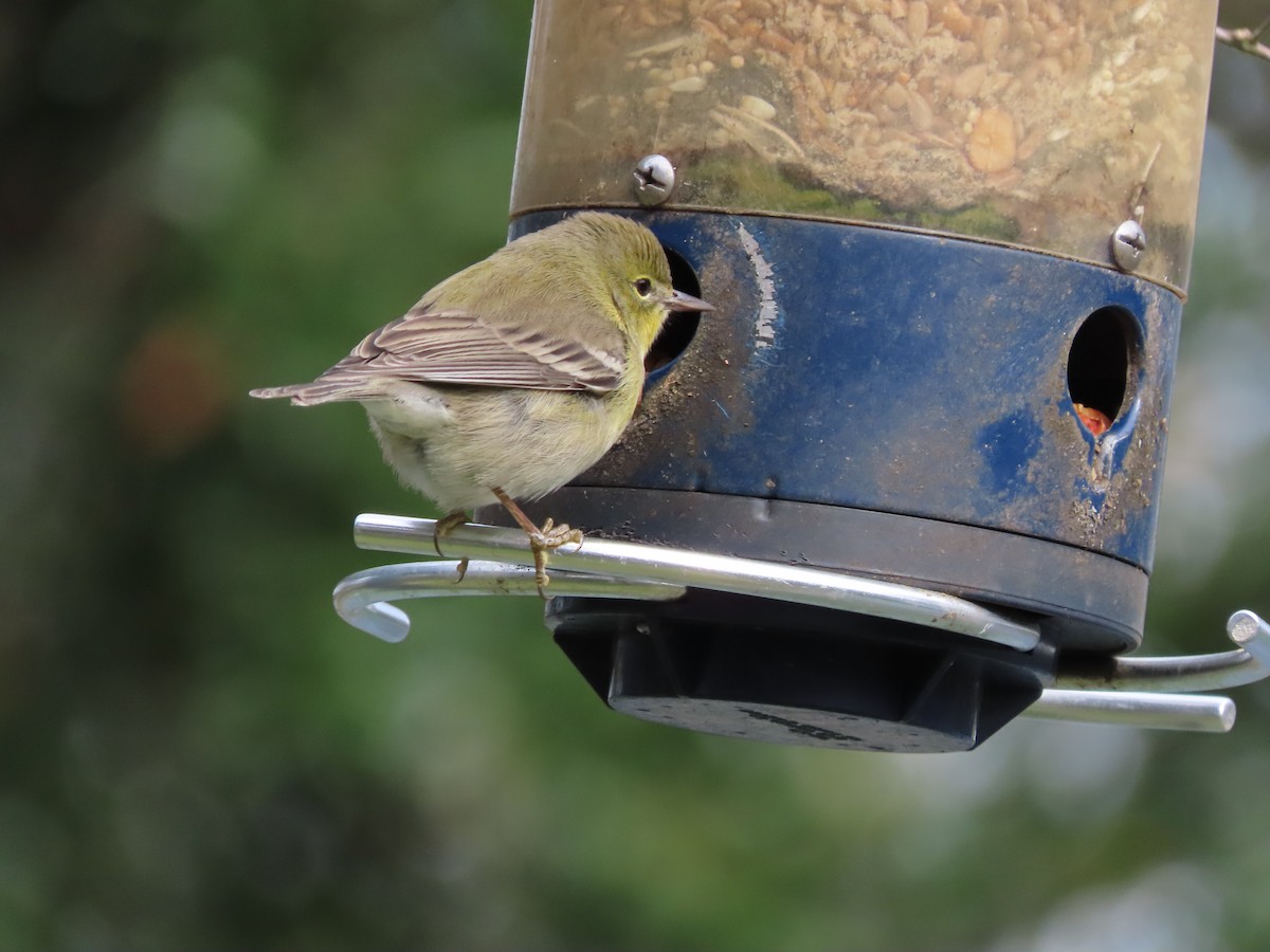 Pine Warbler - ML647780770