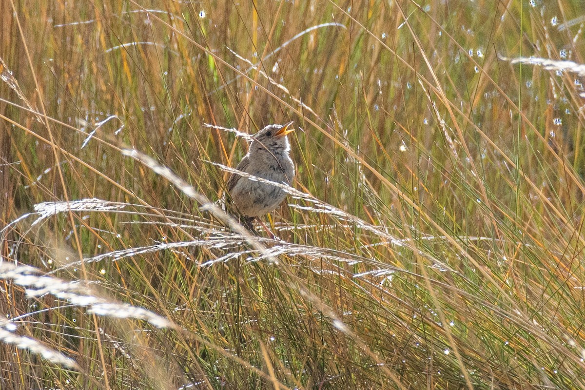 Grass Wren (Paramo) - ML647780773