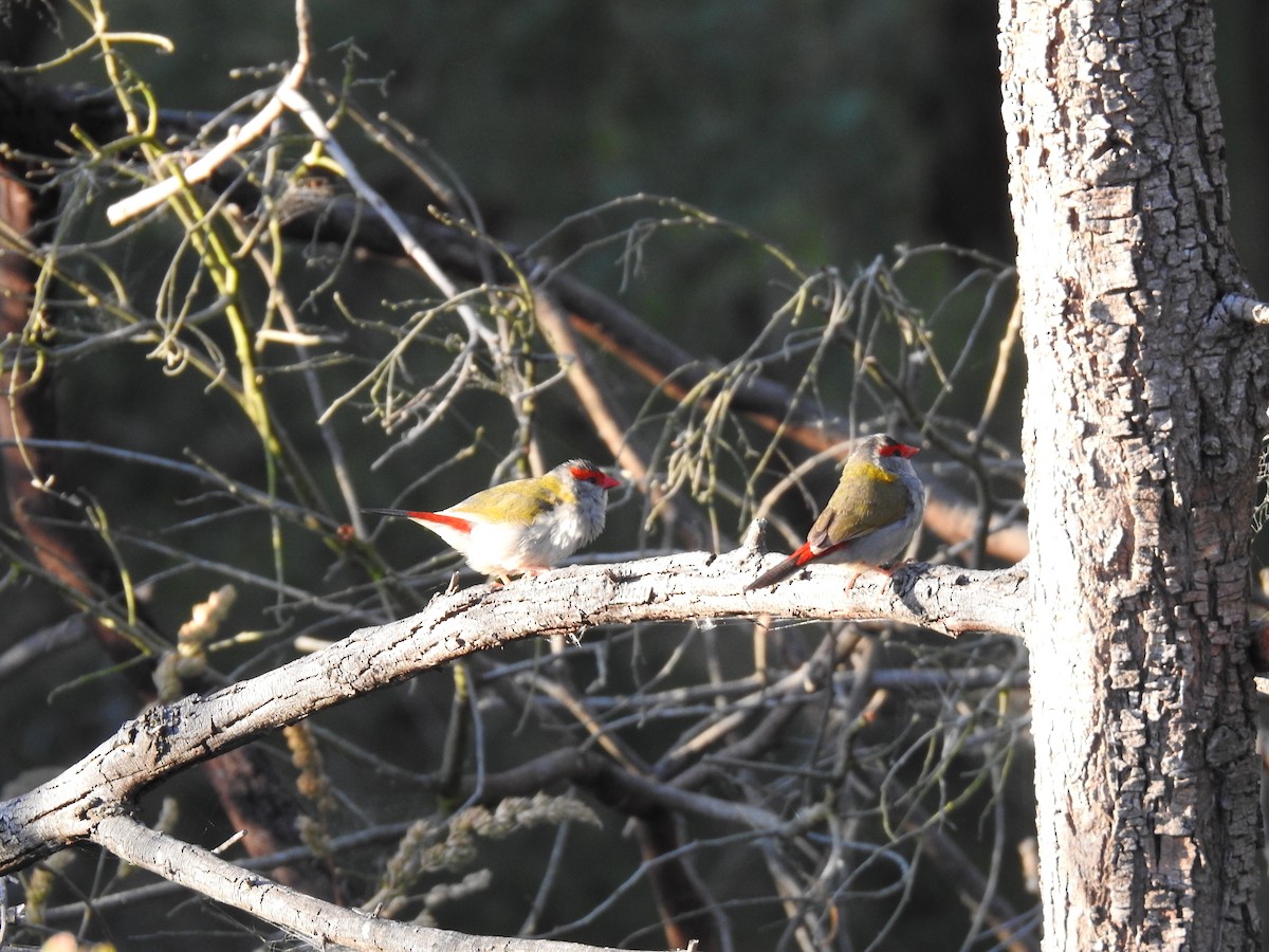 Diamante Cejirrojo - ML647780793